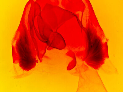 genitalia view of adult Zale chisosensis