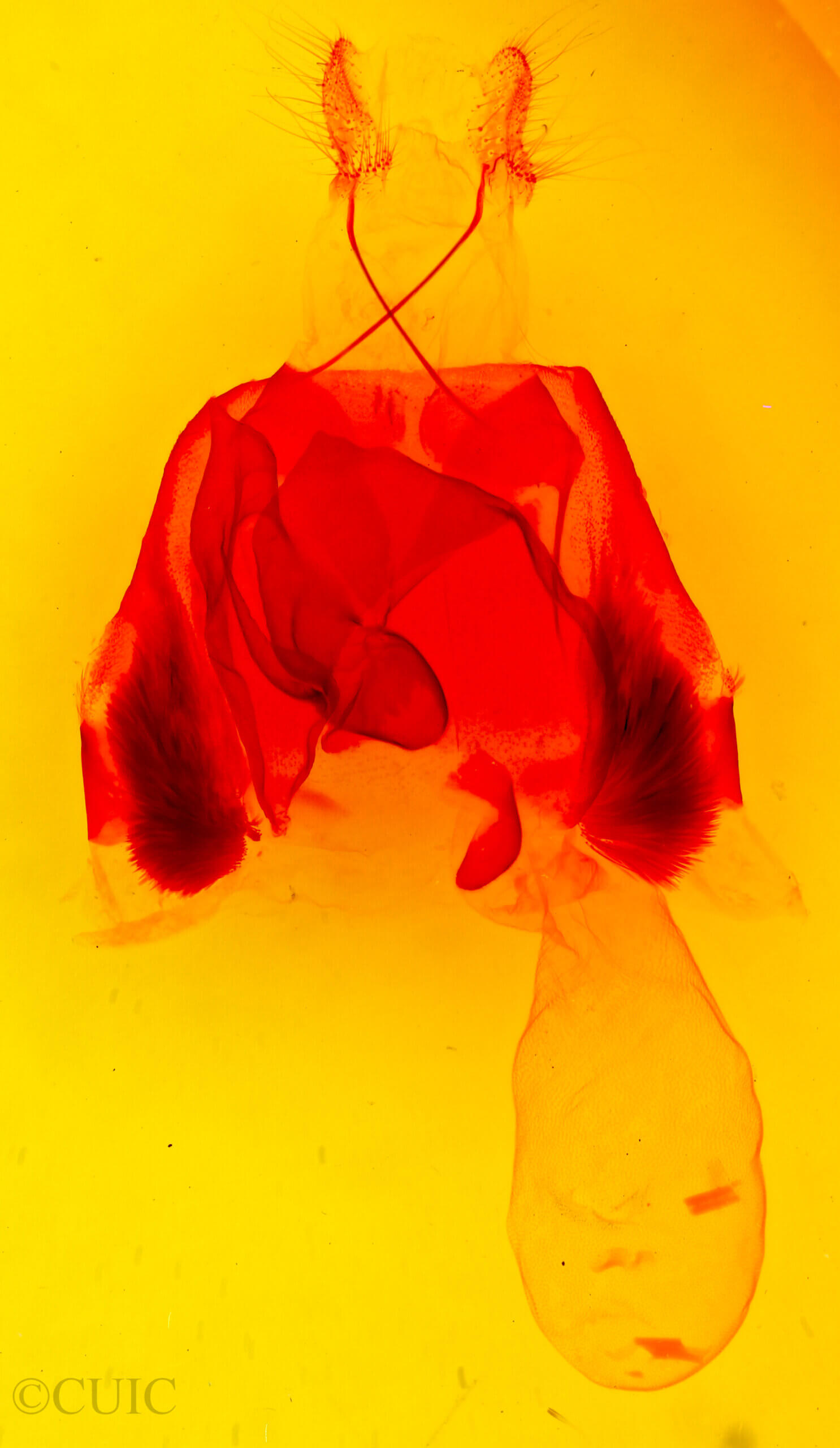 genitalia view of adult Zale chisosensis