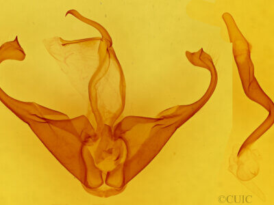 genitalia view of adult Zale chisosensis