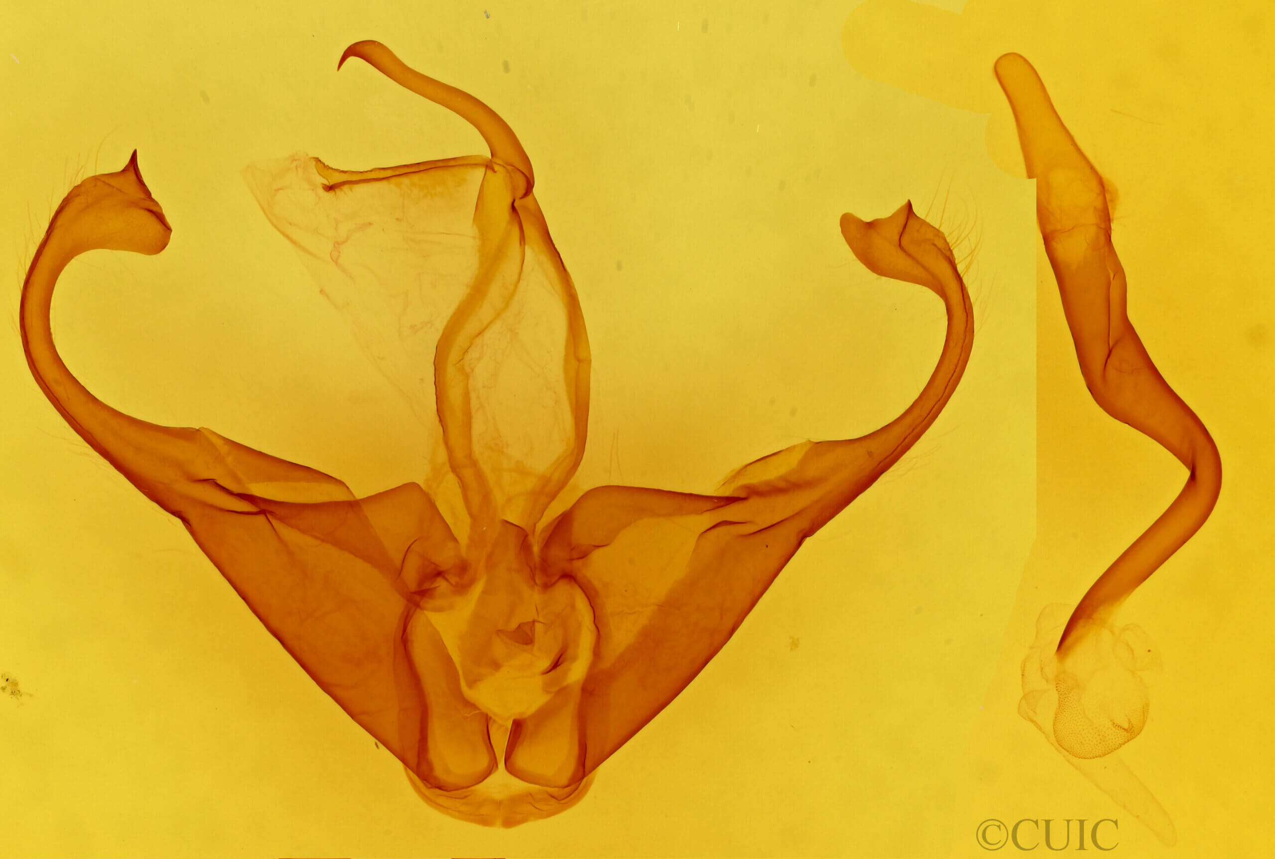 genitalia view of adult Zale chisosensis