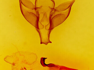 genitalia view of adult Apantesis carlotta?