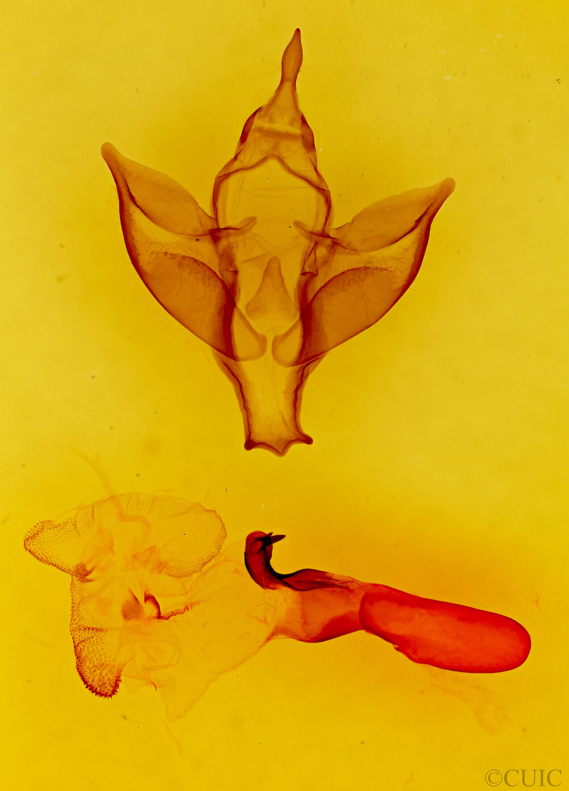 genitalia view of adult Apantesis carlotta?