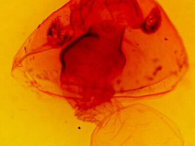 genitalia view of adult Apantesis carlotta?