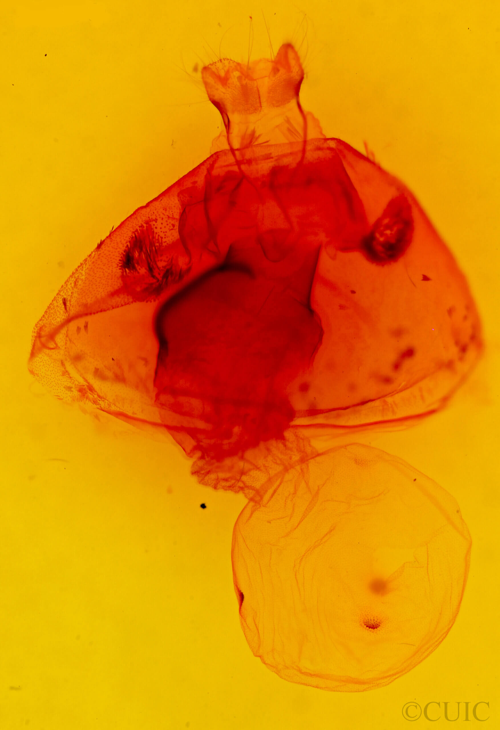 genitalia view of adult Apantesis carlotta?