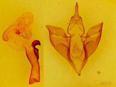 genitalia view of adult Apantesis carlotta?