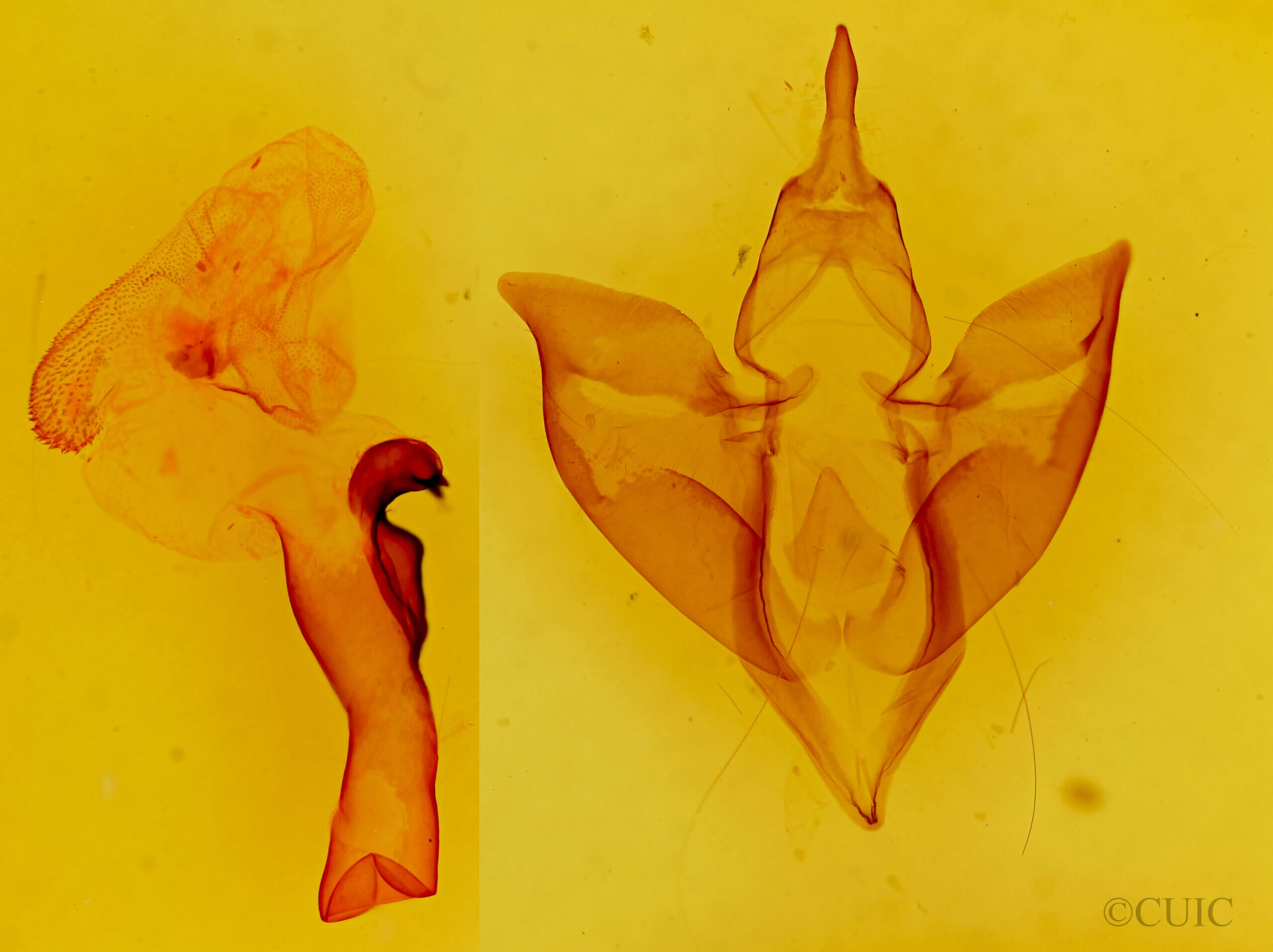 genitalia view of adult Apantesis carlotta?