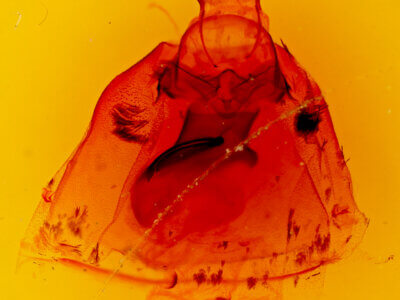 genitalia view of adult Apantesis carlotta?