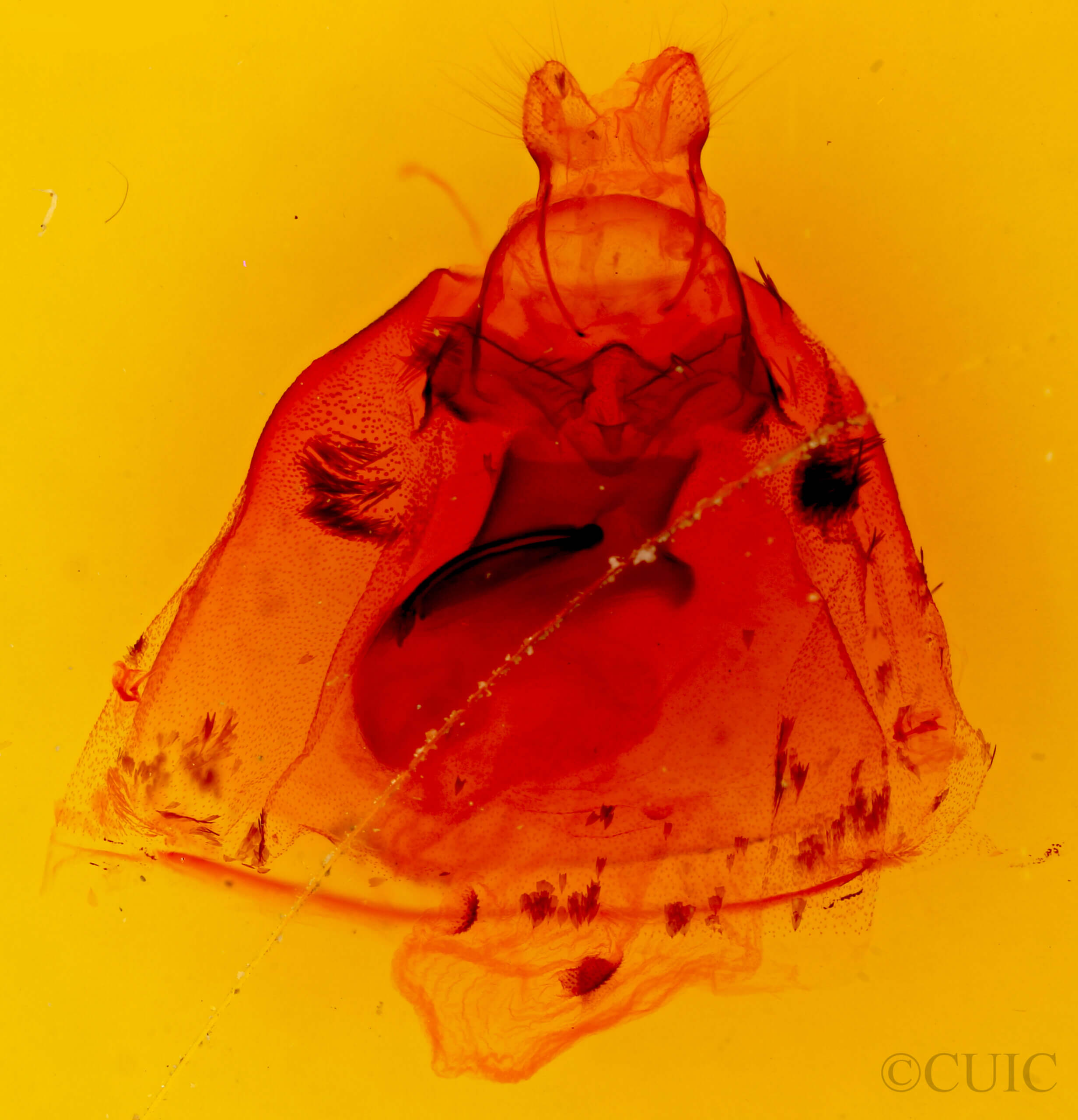 genitalia view of adult Apantesis carlotta?