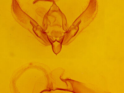 genitalia view of adult Agrotis n. daedalus