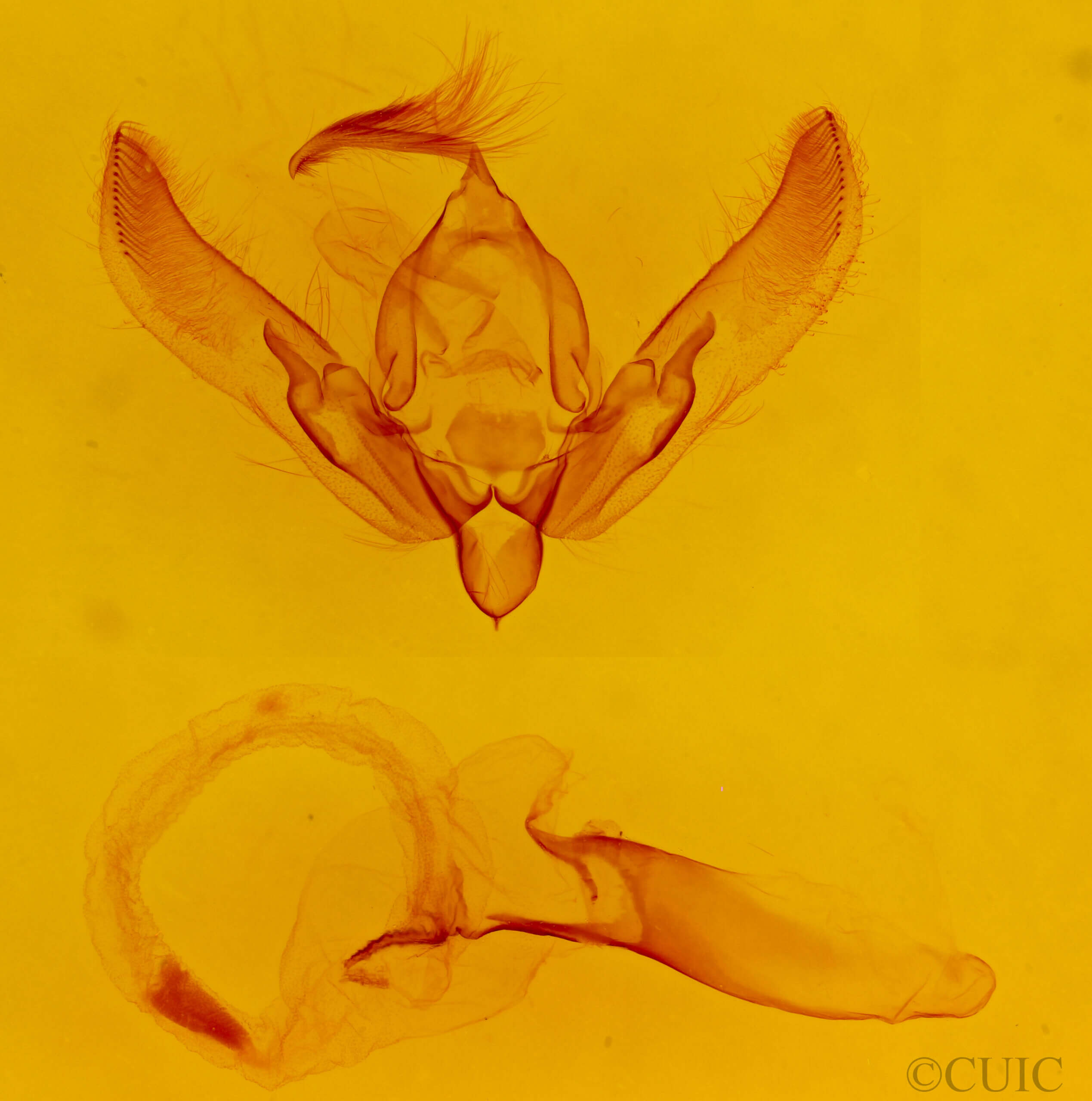genitalia view of adult Agrotis n. daedalus