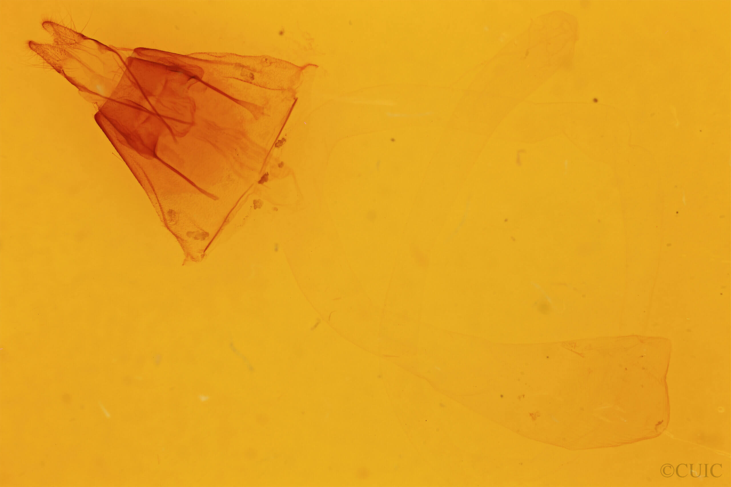 genitalia view of adult Agrotis n. daedalus