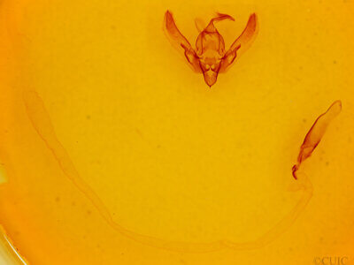 genitalia view of adult Agrotis n. daedalus