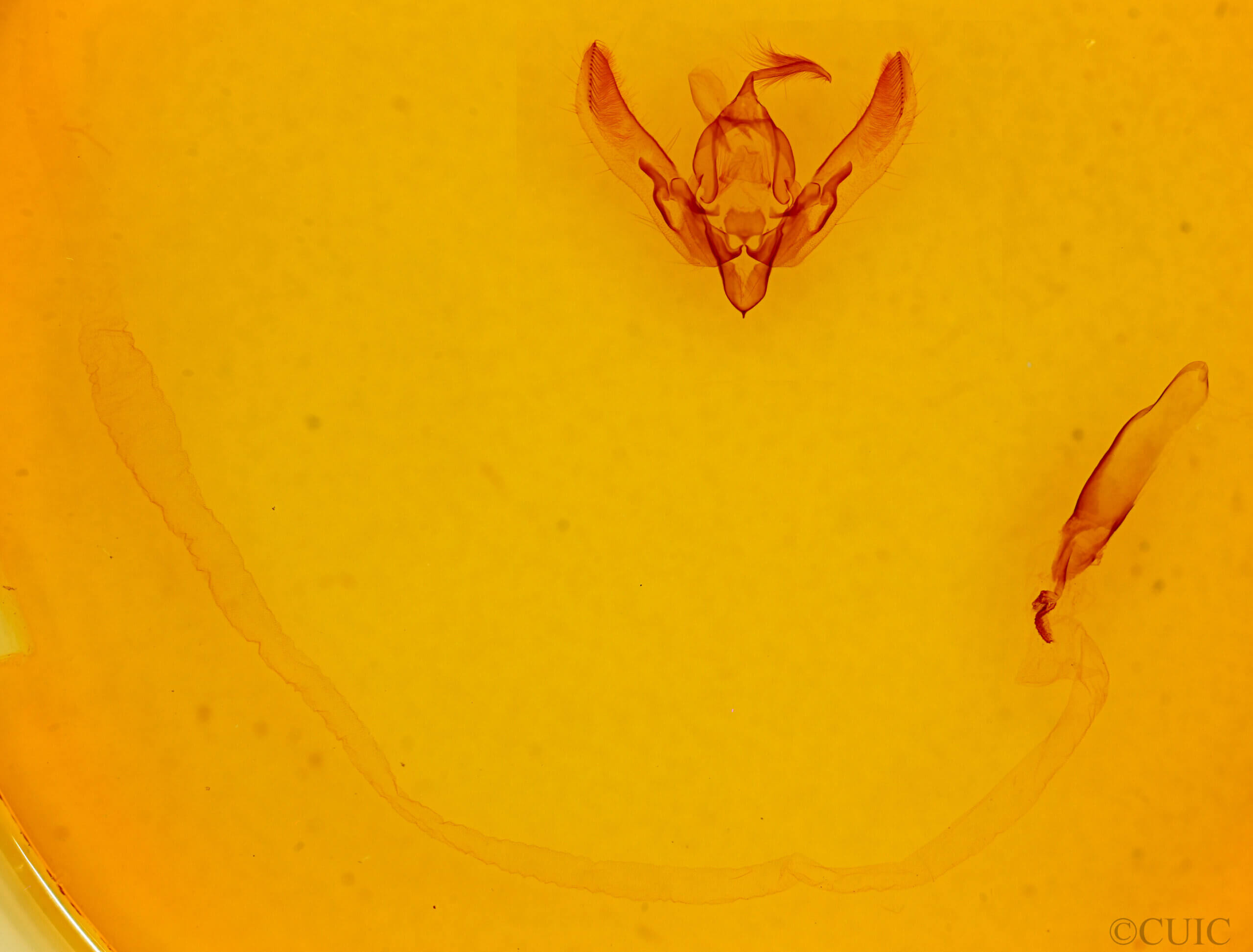 genitalia view of adult Agrotis n. daedalus