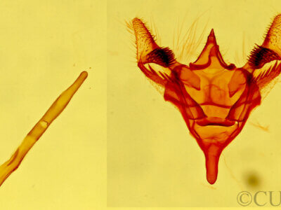 genitalia view of adult Paleacrita merriccata