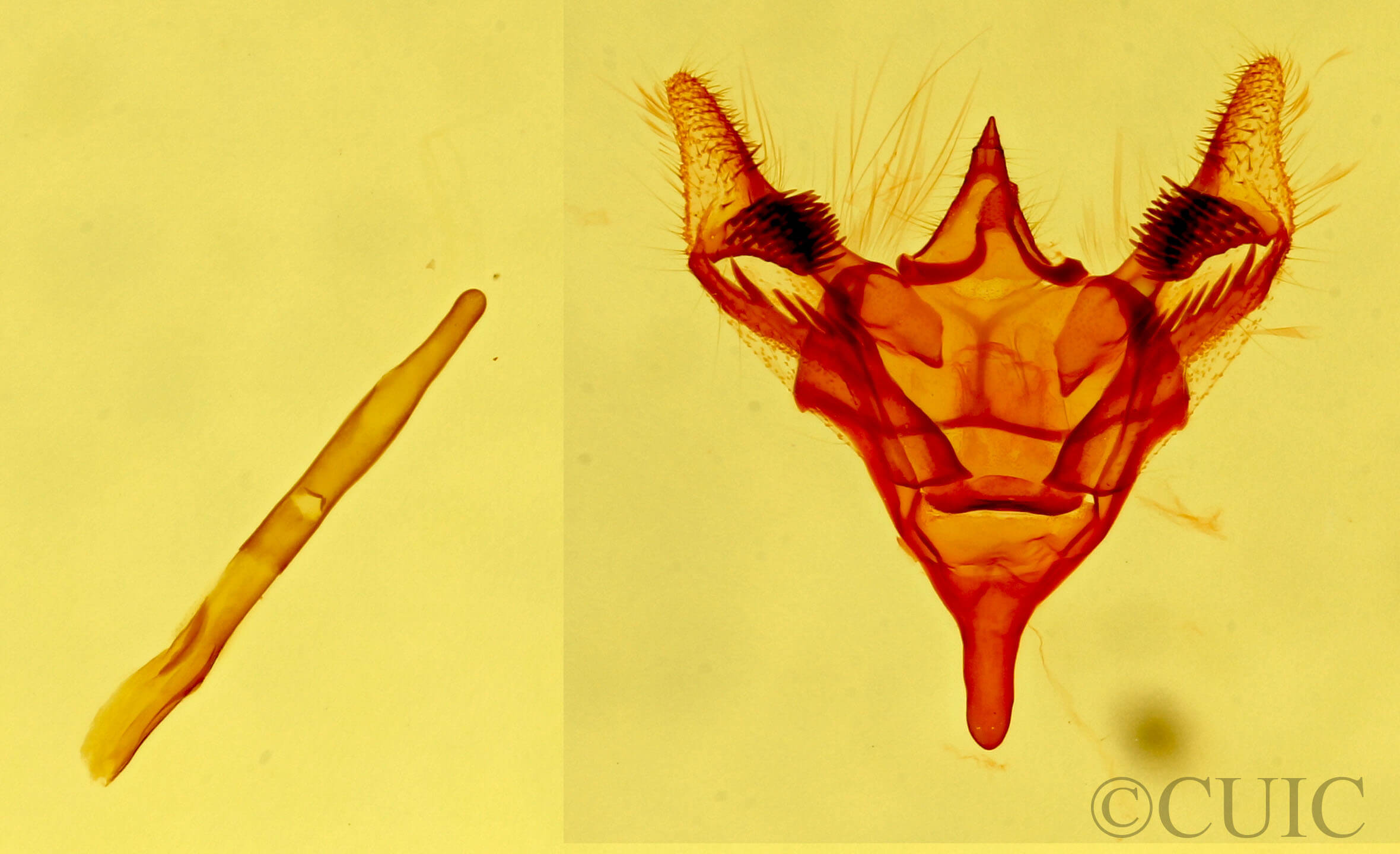 genitalia view of adult Paleacrita merriccata