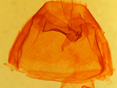 genitalia view of adult Zale viridans