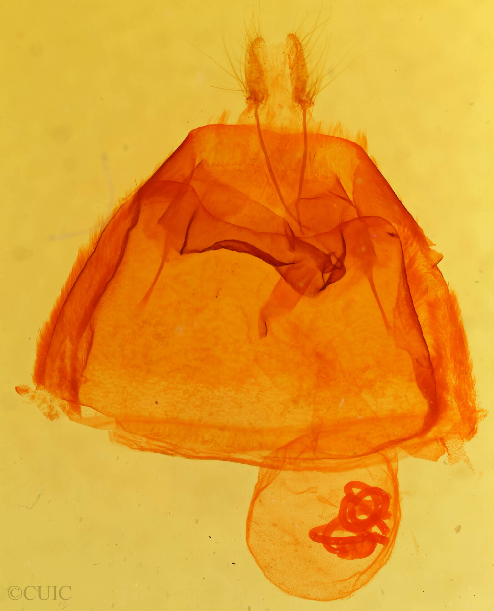 genitalia view of adult Zale viridans