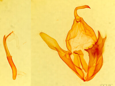 genitalia view of adult Zale viridans