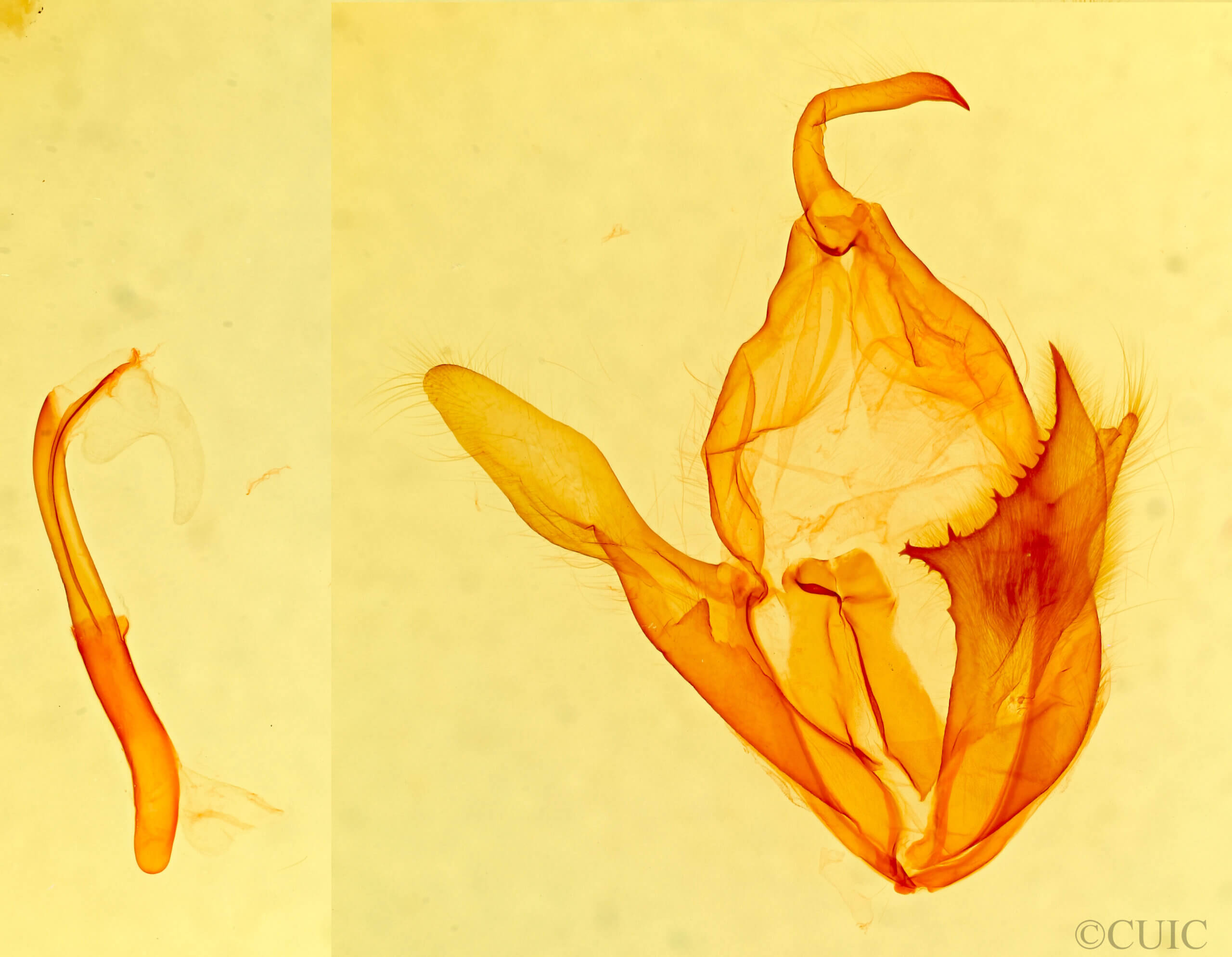 genitalia view of adult Zale viridans