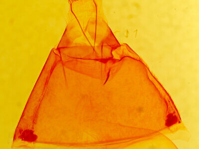 genitalia view of adult Zale viridans