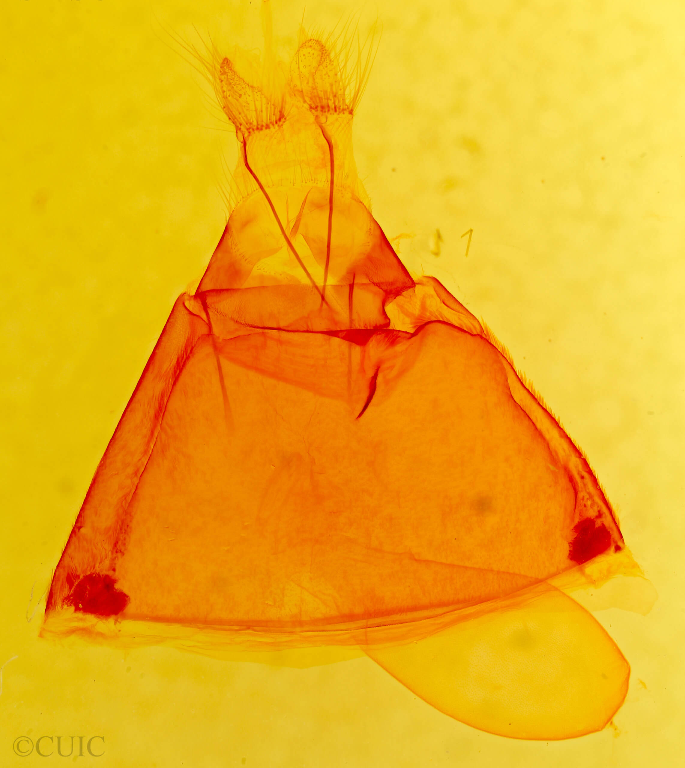 genitalia view of adult Zale viridans