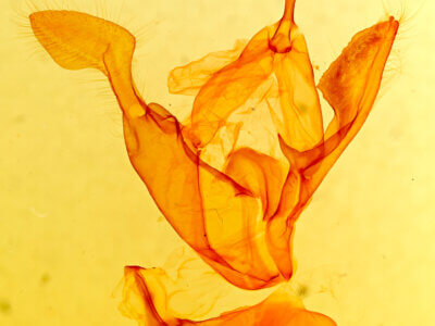 genitalia view of adult Zale sp.