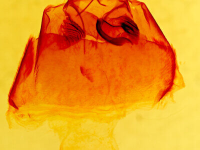 genitalia view of adult Zale sp.