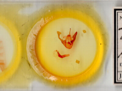 slide view of adult Zale obsita