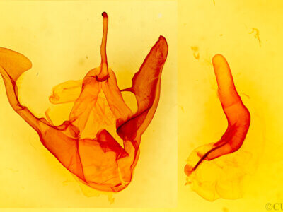 genitalia view of adult Zale obsita