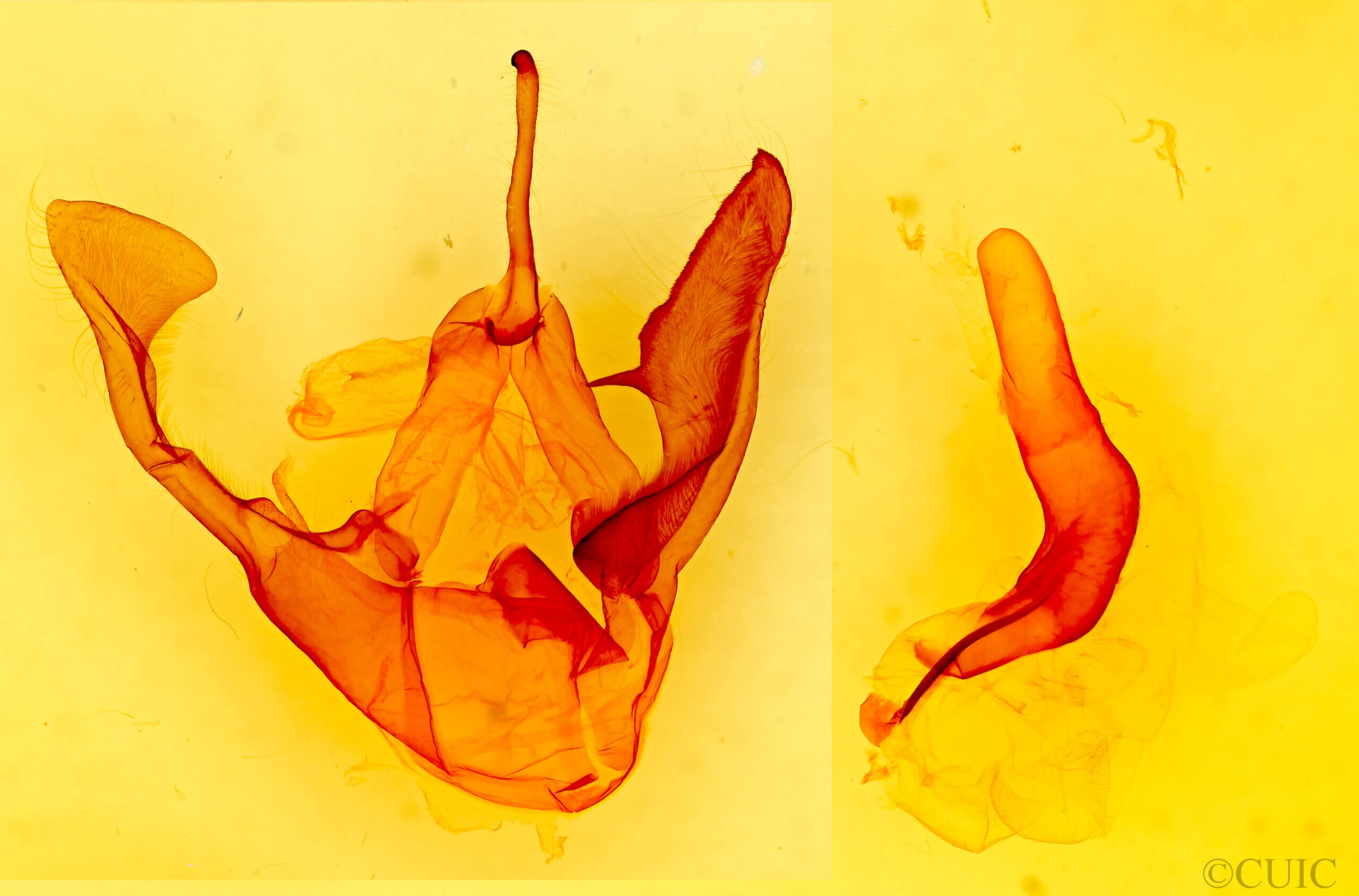 genitalia view of adult Zale obsita