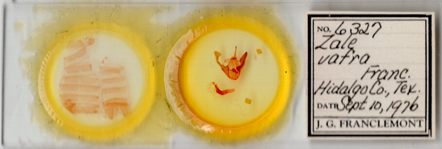 slide view of adult Zale obsita