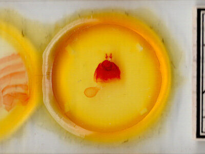 slide view of adult Zale obsita