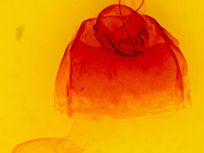 genitalia view of adult Zale obsita