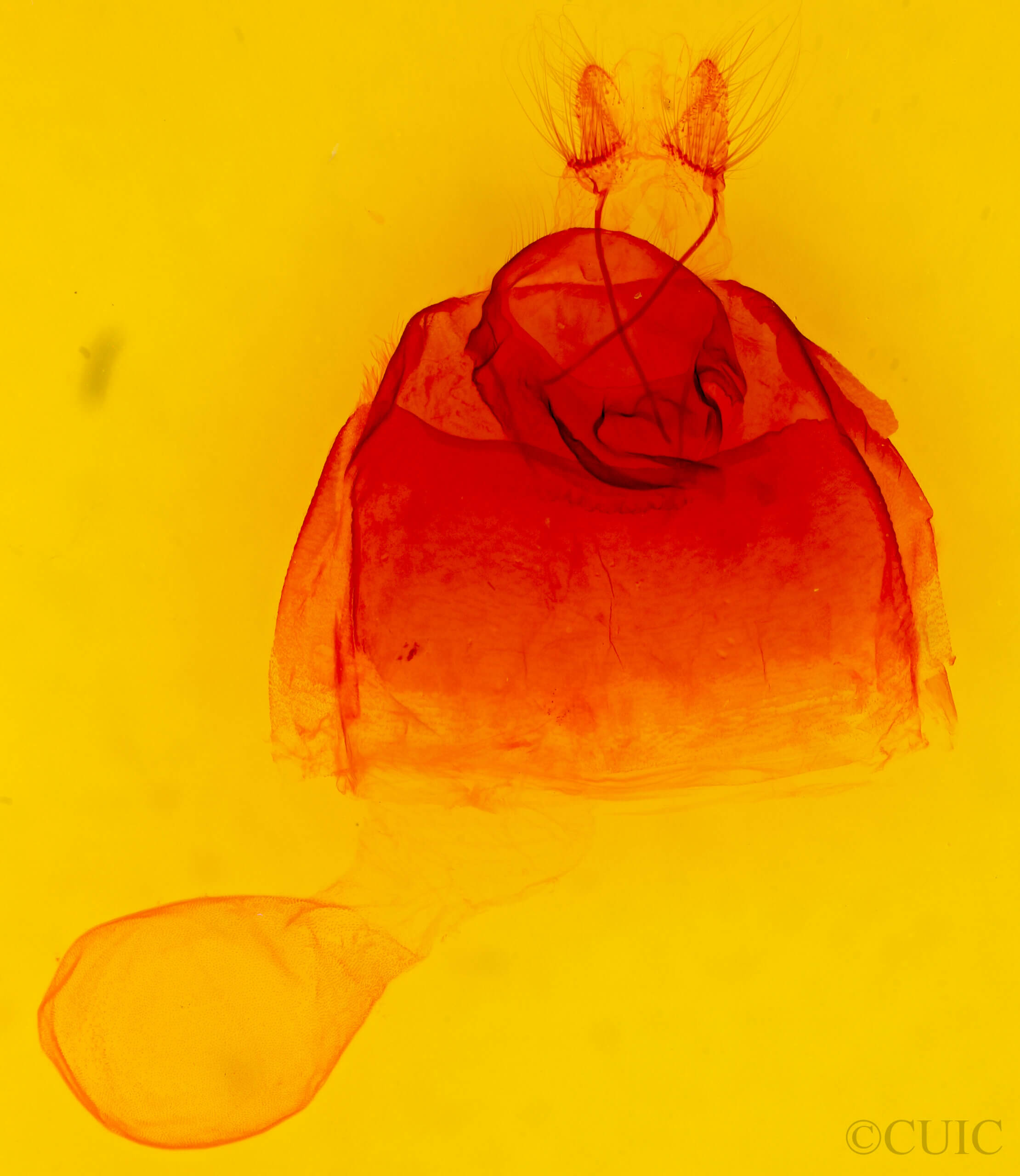 genitalia view of adult Zale obsita