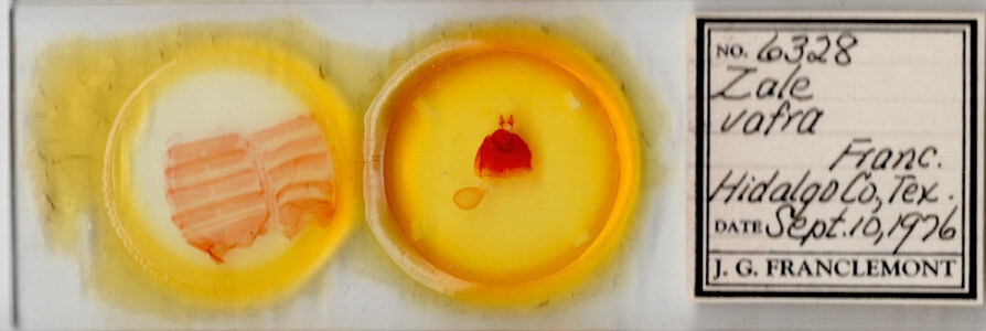 slide view of adult Zale obsita