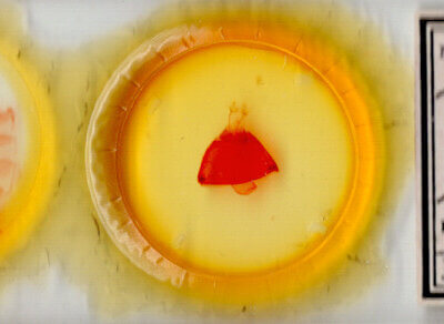 slide view of adult Zale viridans