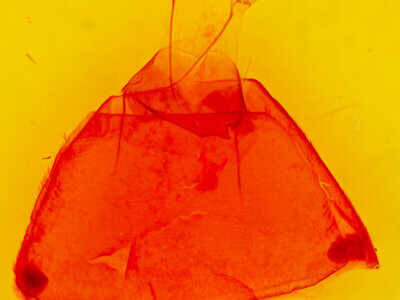 genitalia view of adult Zale viridans