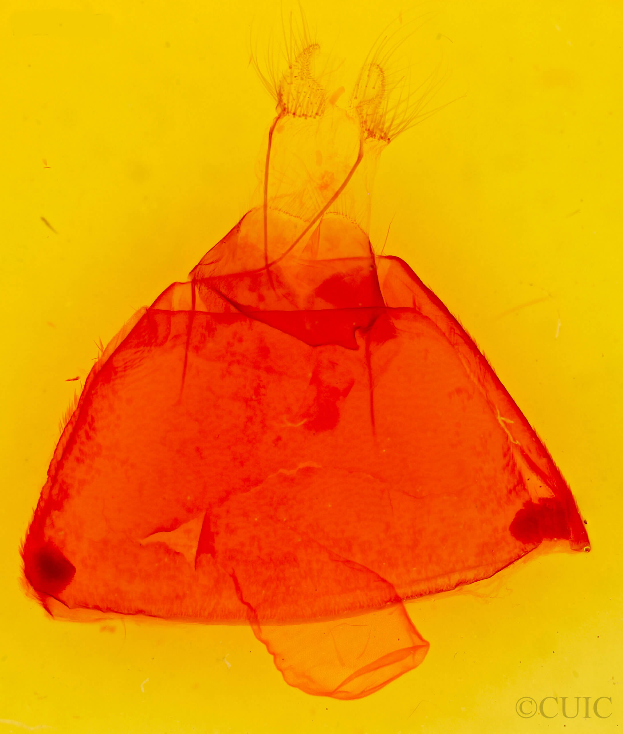 genitalia view of adult Zale viridans