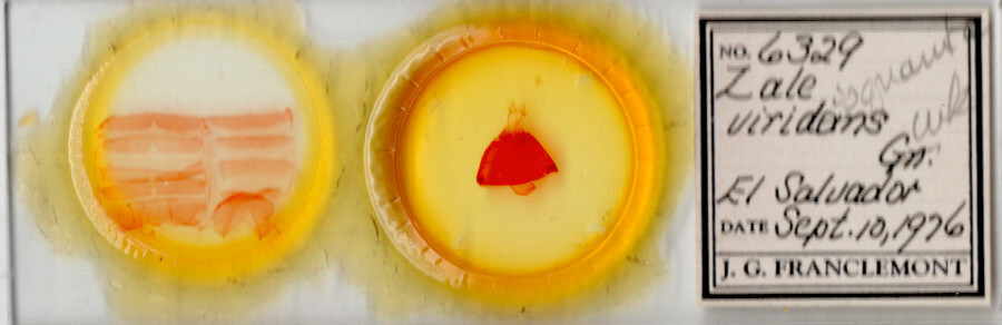 slide view of adult Zale viridans