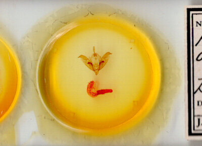 slide view of adult Acronicta atristrigatus