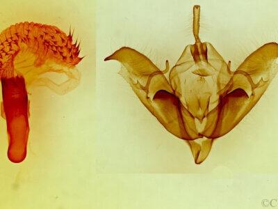 genitalia view of adult Acronicta atristrigatus