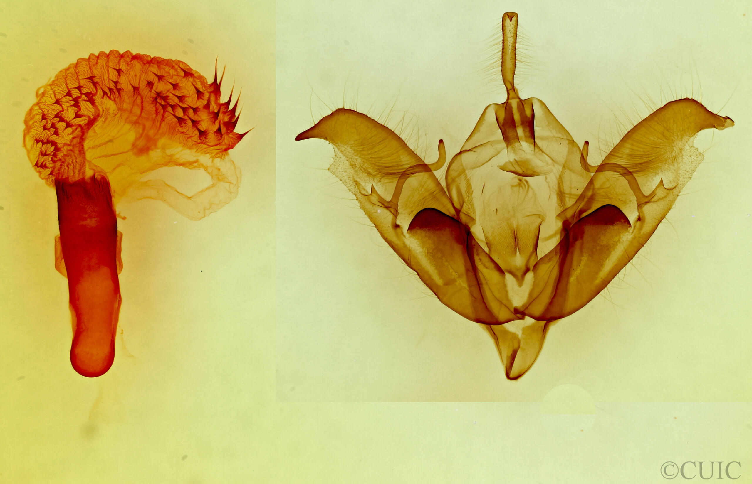 genitalia view of adult Acronicta atristrigatus