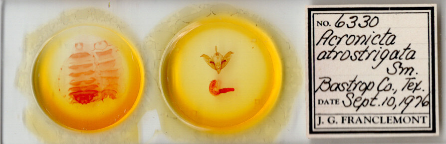 slide view of adult Acronicta atristrigatus