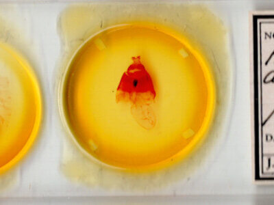 slide view of adult Acronicta atristrigatus