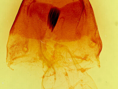 genitalia view of adult Acronicta atristrigatus