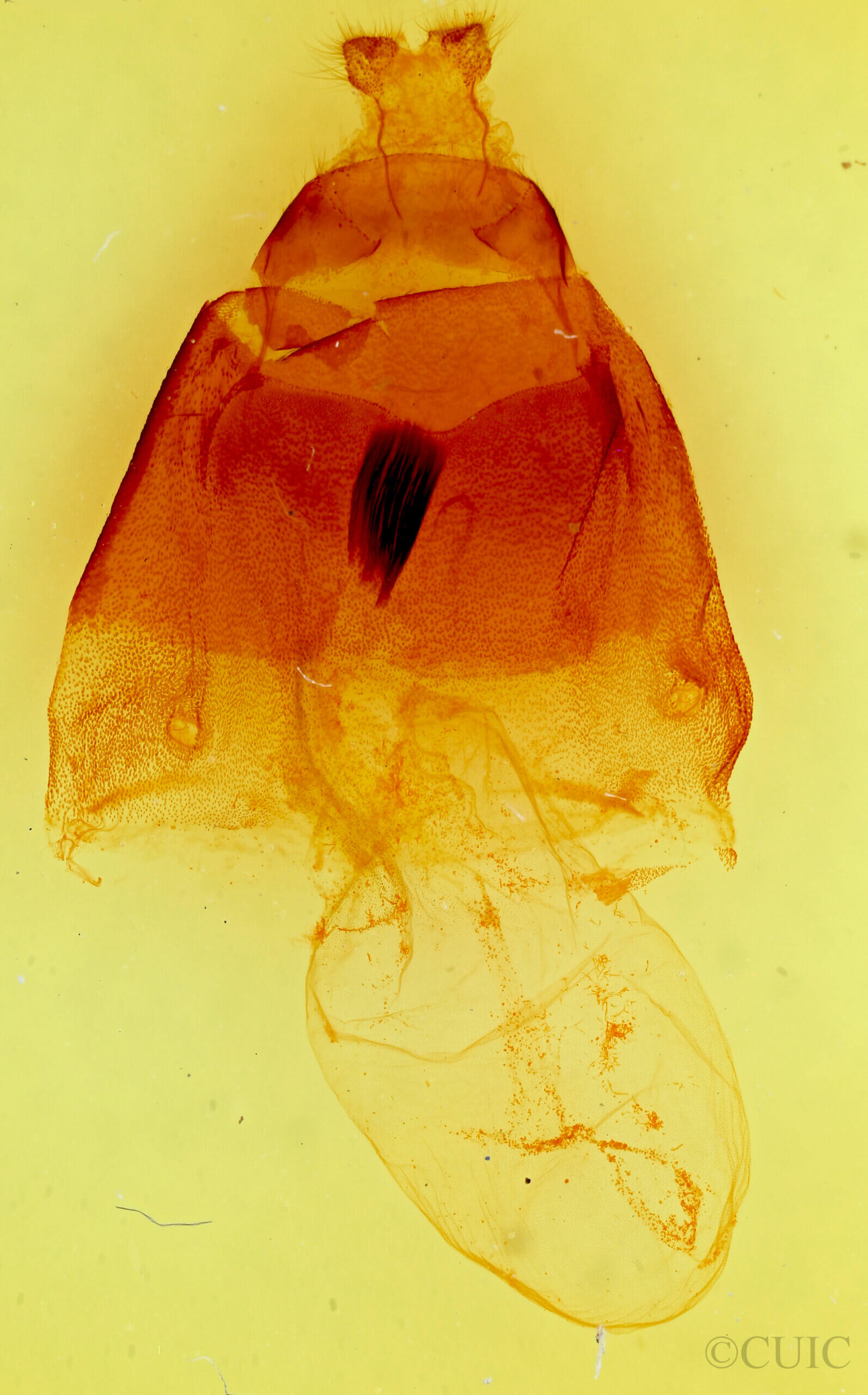 genitalia view of adult Acronicta atristrigatus