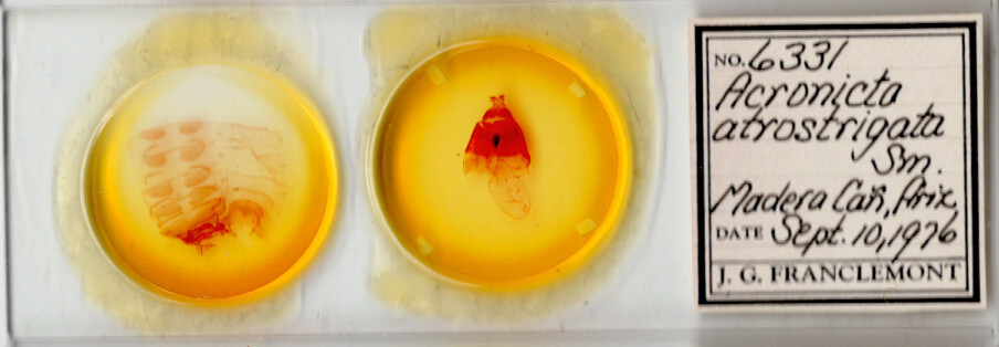 slide view of adult Acronicta atristrigatus