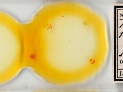 slide view of adult Parascotia fuliginaria