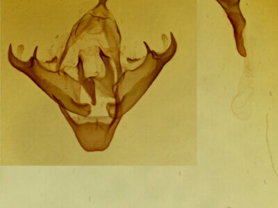 genitalia view of adult Parascotia fuliginaria