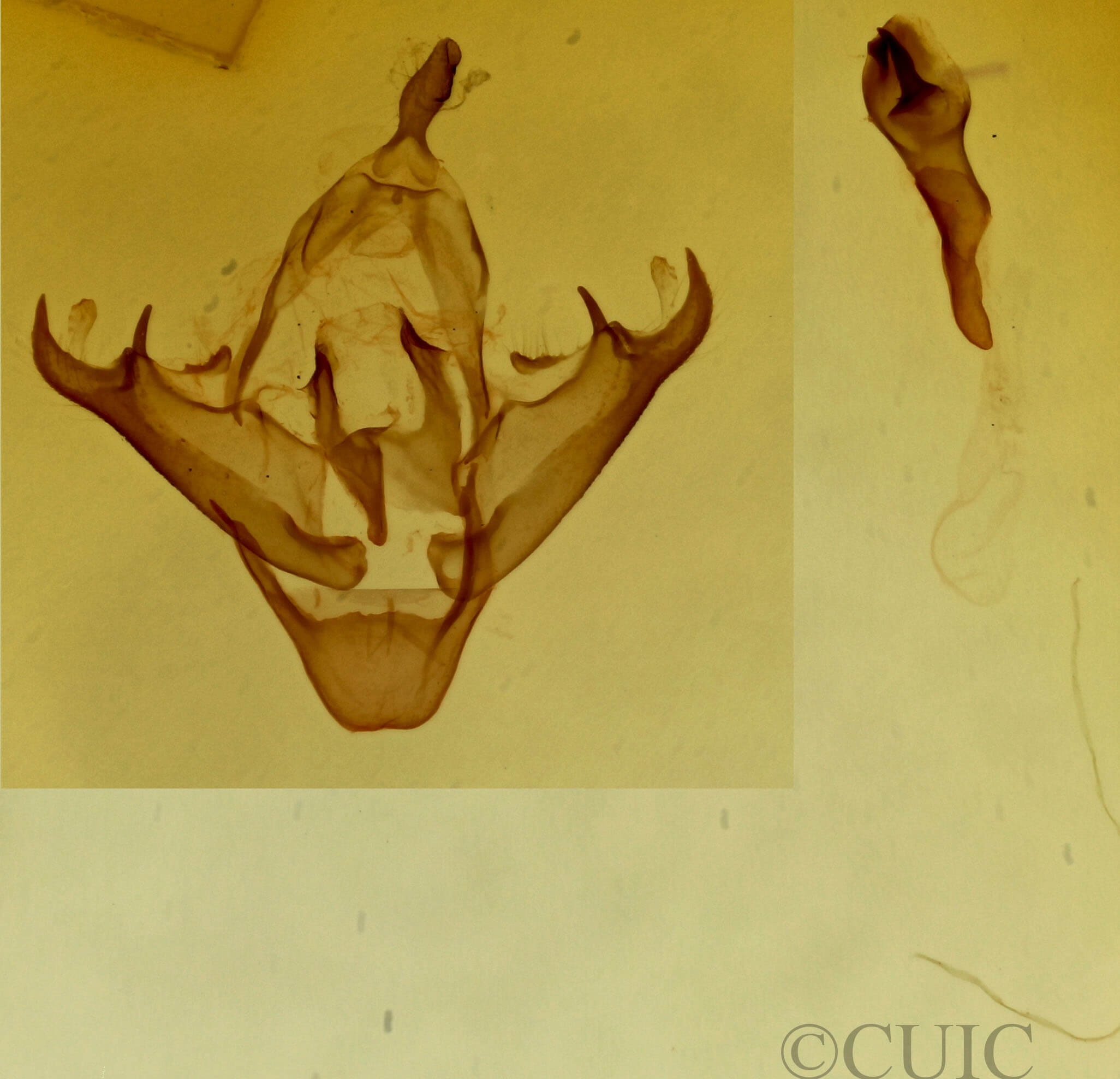 genitalia view of adult Parascotia fuliginaria